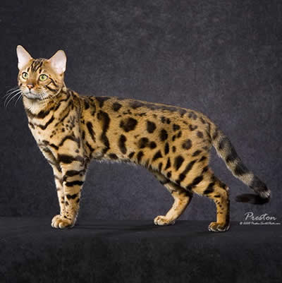 Bengal deals cat pret