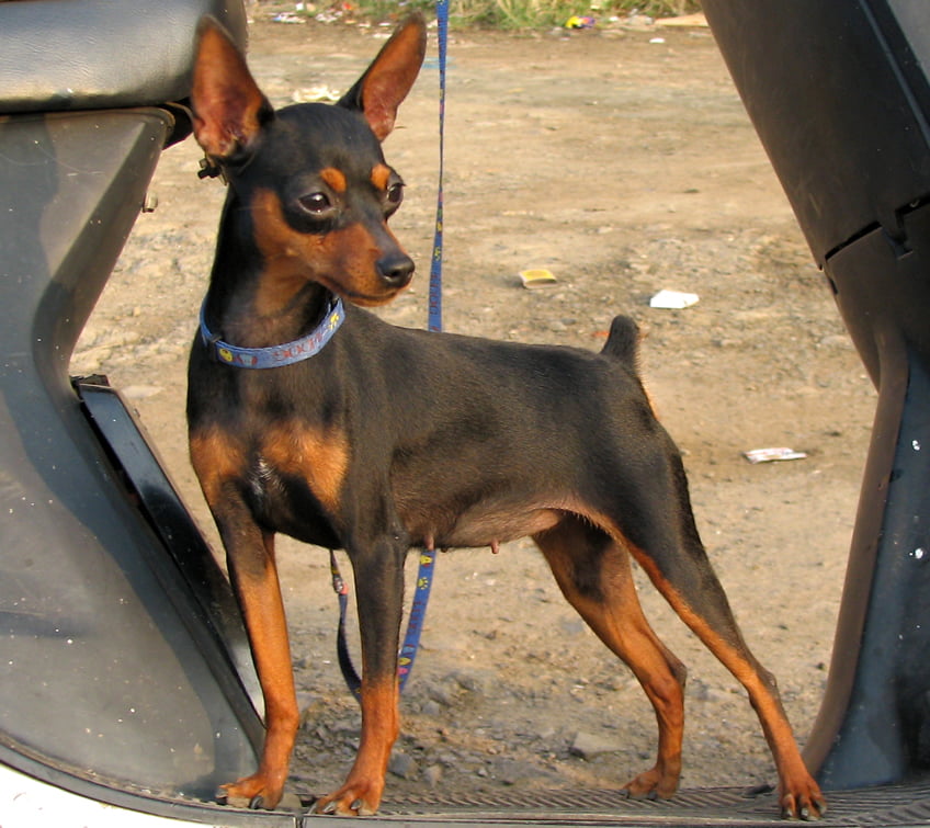 Pinscher Pitic Toate Animalele