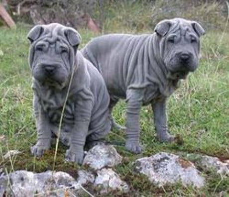 Shar Pei Toate Animalele