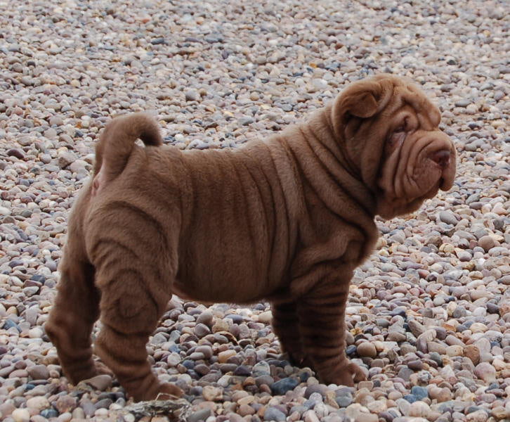 Shar Pei Toate Animalele