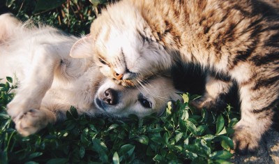 Cabinet Veterinar Buzaului SMOVICVET