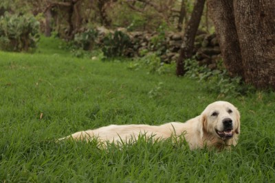 CABINET VETERINAR DR. BOGDAN GHEORGHE