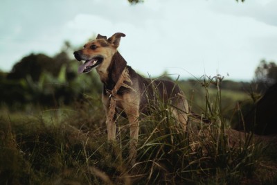 Cabinet Veterinar, Dr. Minodora Bîrsan