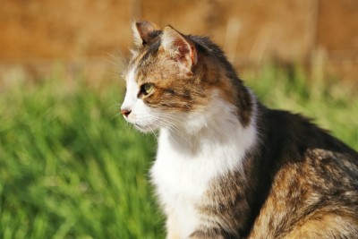 Cabinet veterinar Dr. Tatar Raul