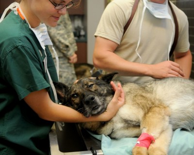 Clinica veterinara Mobile Vet Vitan