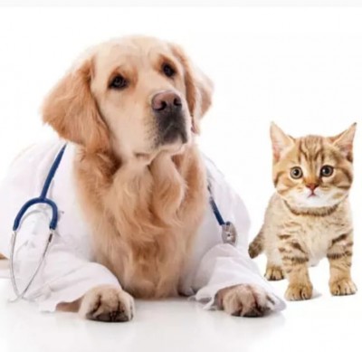 MedVet Clinica Veterinara Focsani