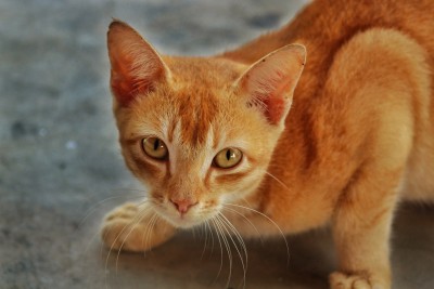 SOLOMON TIBERIU, CABINET MEDICAL VETERINAR