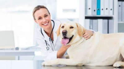 Spitalul Clinic Veterinar Salvavet