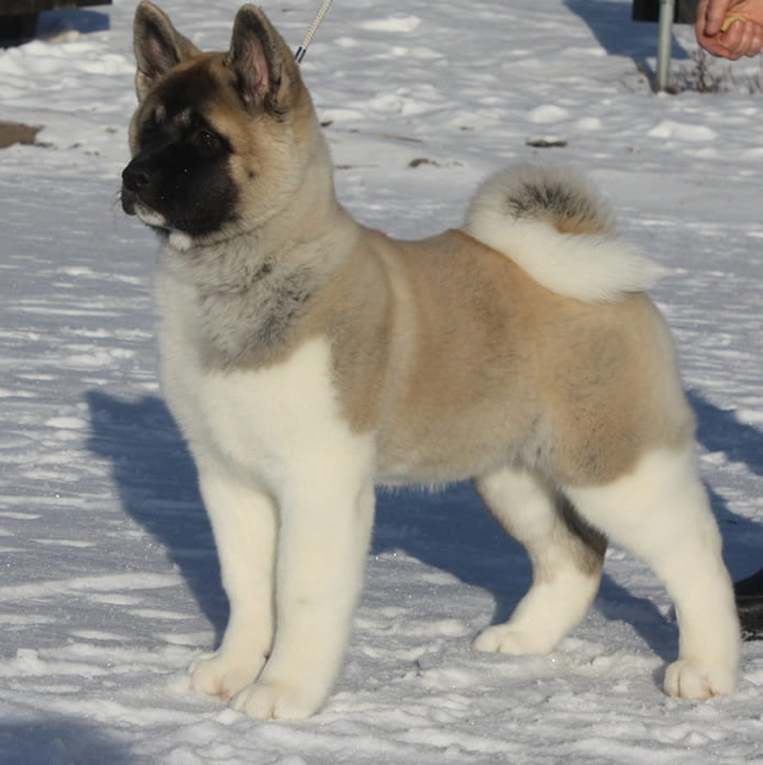 Akita American - Toate Animalele