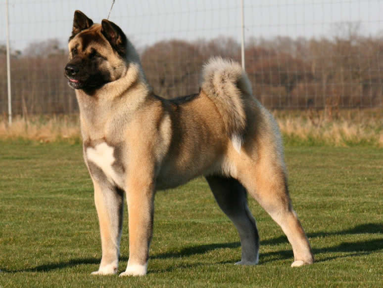 Poze caine Akita American - Toate Animalele