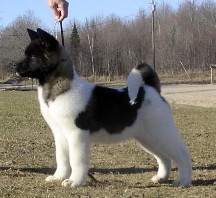 Poze caine Akita American - Toate Animalele