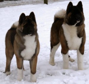 Poze caine Akita American - Toate Animalele