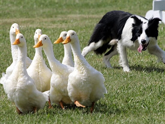 caine Border collie dresaj aduce ratele - Toate Animalele