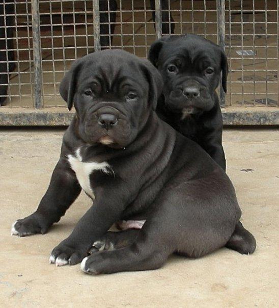 Cane-Corso1.jpg