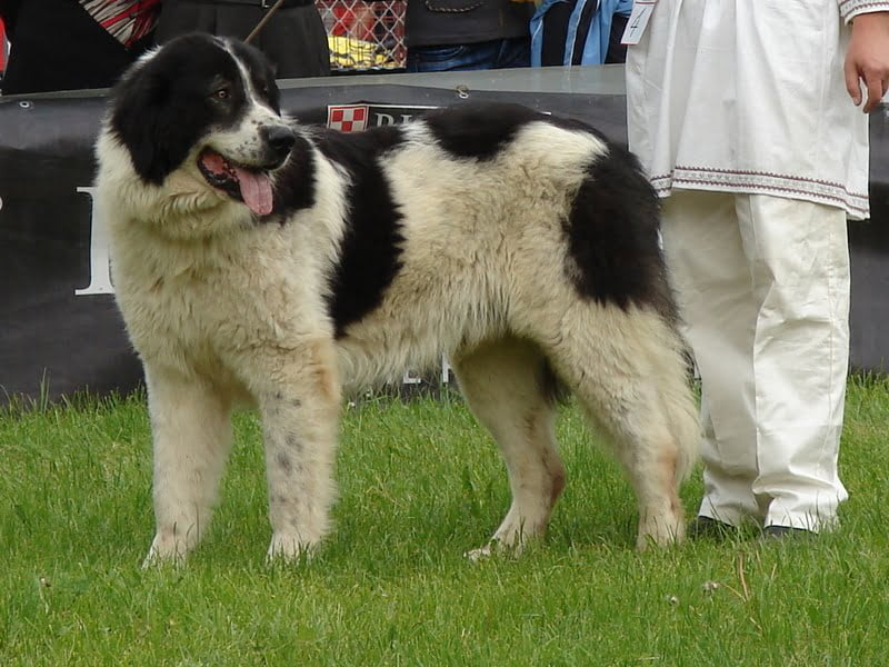 Ciobanesti De Bucovina Ciobanesc de bucovina - Toate Animalele