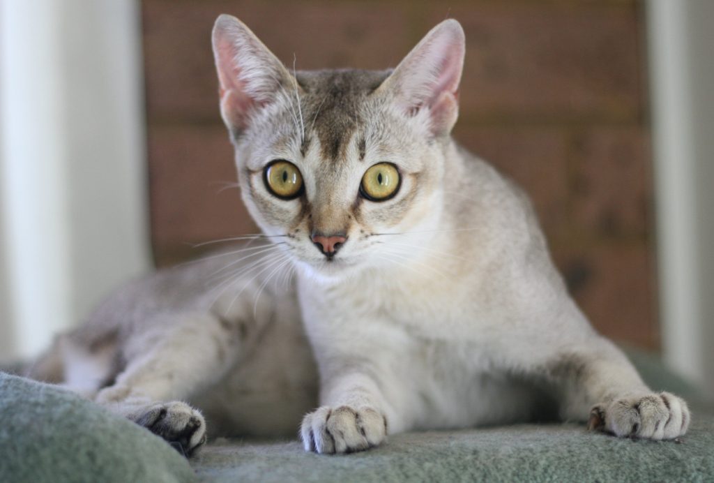 Poze Pisica Singapura Toate Animalele