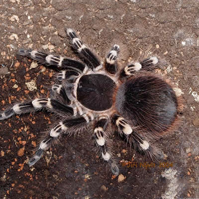 Acanthoscurria geniculata