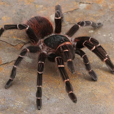 Acanthoscurria juruenicola