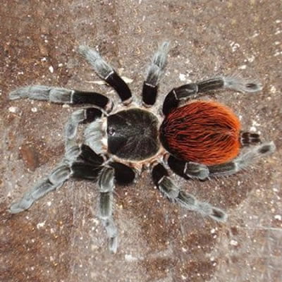 Brachypelma vagans