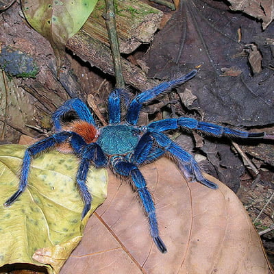 Chromatopelma cyaneopubescens