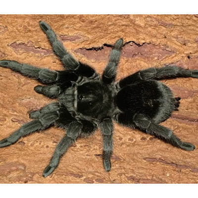 Grammostola pulchra