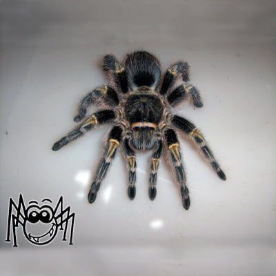 Grammostola pulchripres