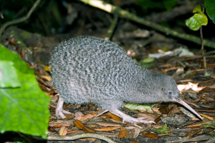 Pasarea Kiwi - Toate Animalele