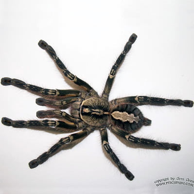 Poecilotheria ornata