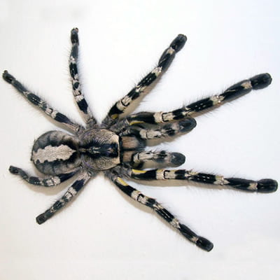 Poecilotheria regalis