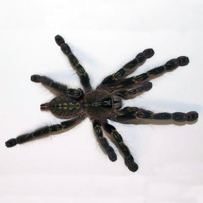 Poecilotheria rufilata