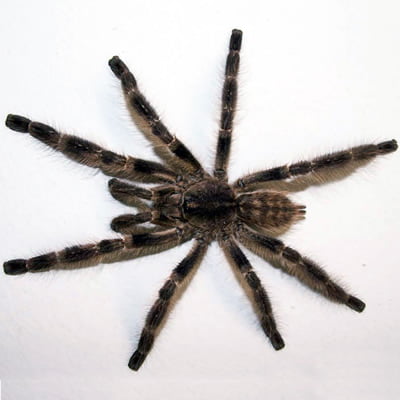 Poecilotheria tigrinawesseli