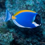 Powder Blue Tang fish