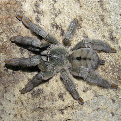 Psalmopoeus cambridgei