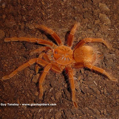 Theraphosa apophysis