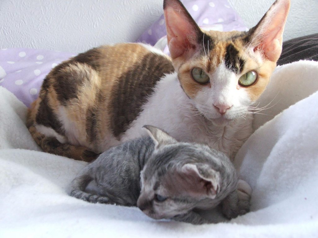 Poze pisica Devon Rex - Toate Animalele