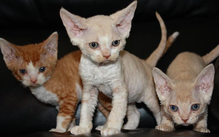 Poze pisica Devon Rex - Toate Animalele