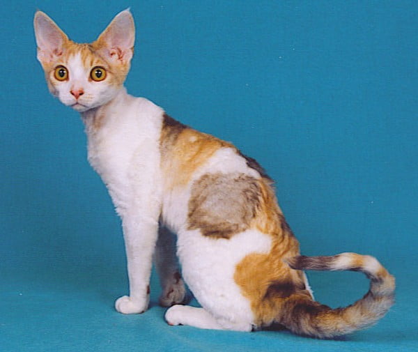 Poze pisica Devon Rex - Toate Animalele