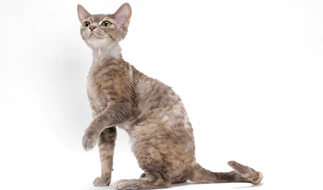 Pisica Devon Rex - Toate Animalele