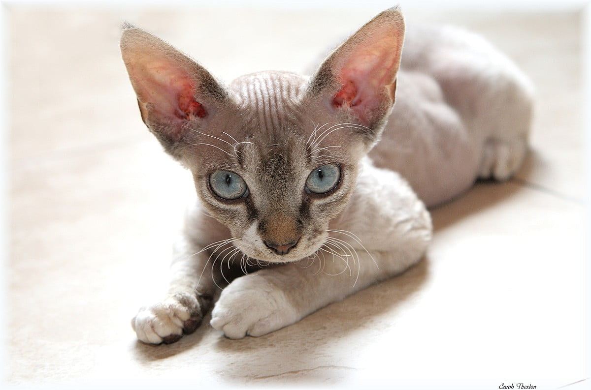 Poze pisica Devon Rex - Toate Animalele