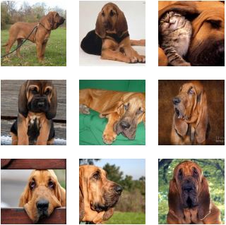 Poze Bloodhound