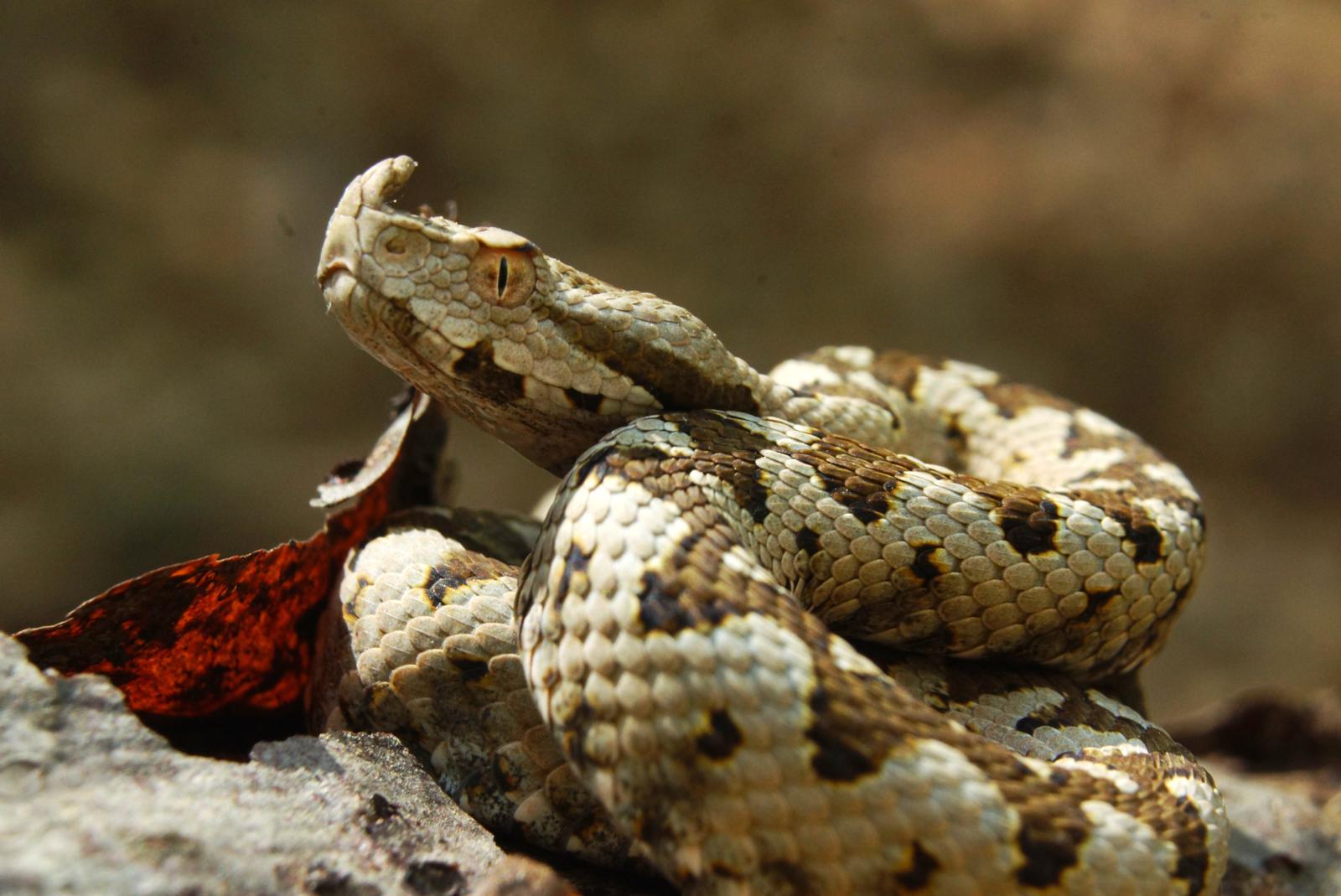 Vipera Cu Corn - Toate Animalele