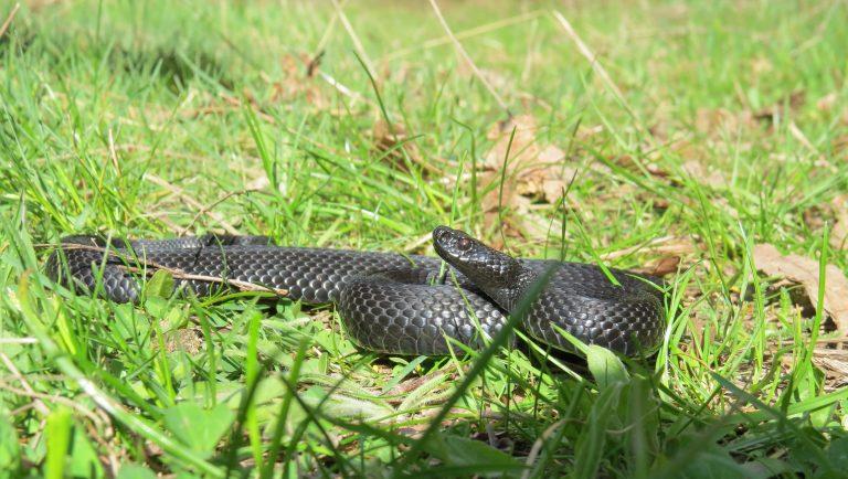 Vipera Neagra - Toate Animalele