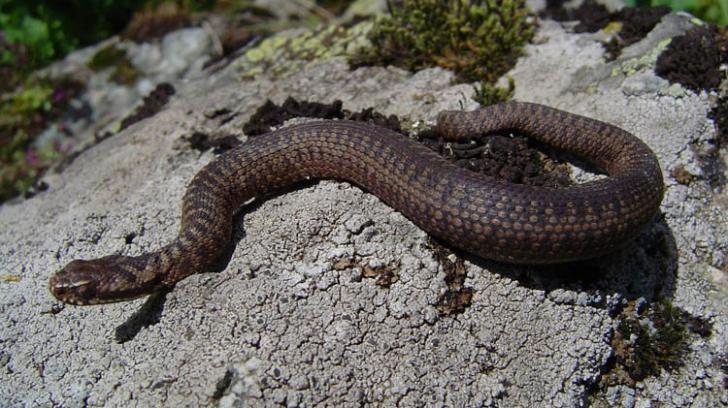 Vipera Neagra - Toate Animalele