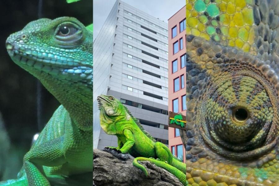 Reptiland București - cea mai mare expoziție cu reptile vii din România ...